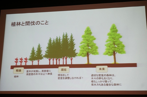 崩林と間伐について