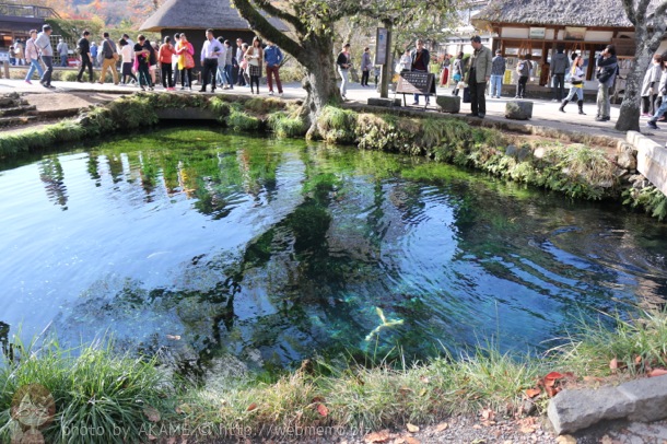 忍野八海 涌池