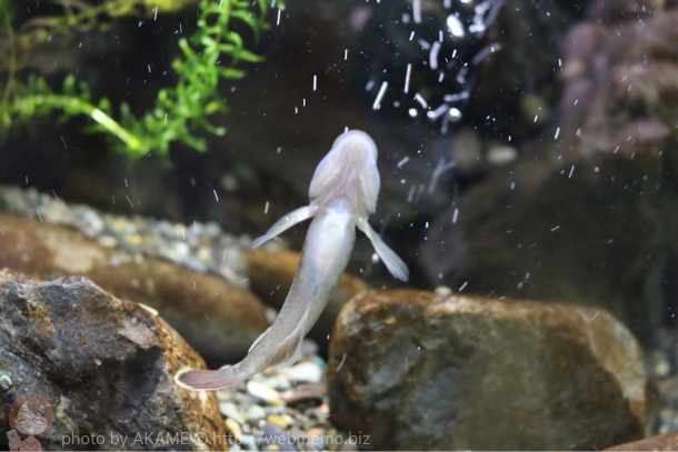 ヨシノボリ