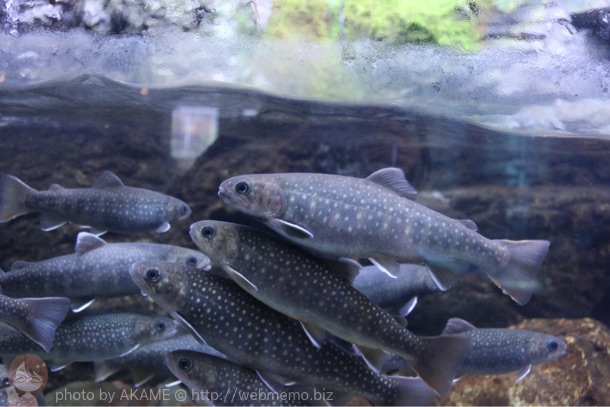 仲良しな魚たち
