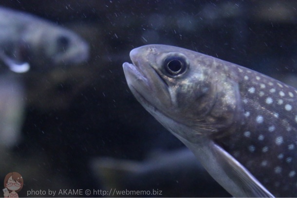 見つめ合う魚