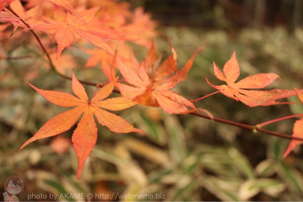 紅葉