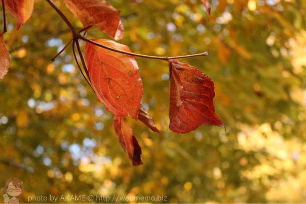 紅葉