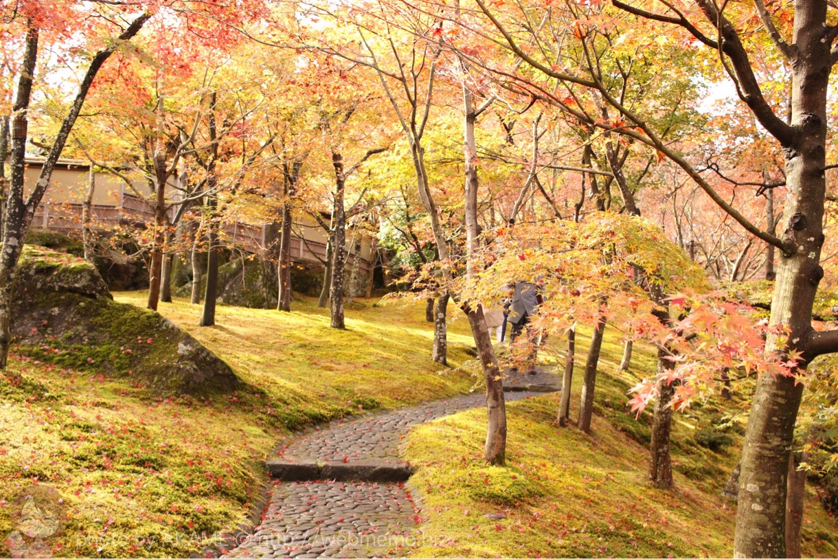 「EF-S2428STM」で撮影した紅葉