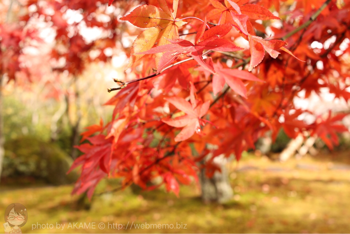 赤い紅葉