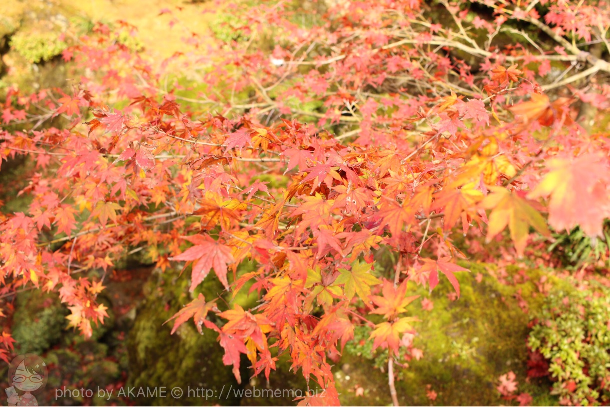 箱根美術館 紅葉