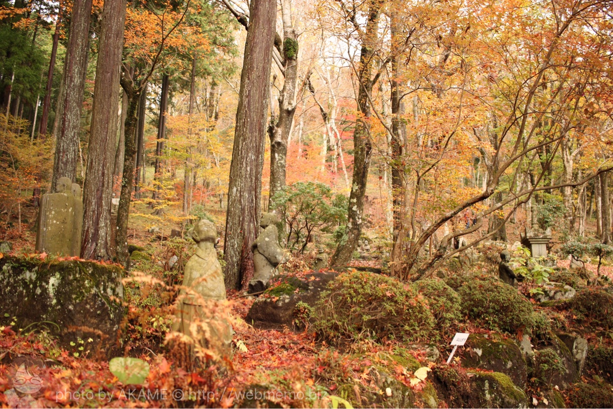 見渡す限り広がる紅葉