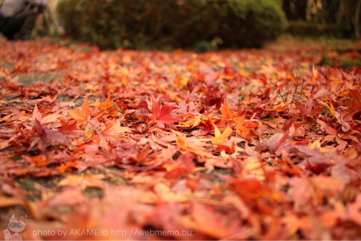 紅葉の赤いじゅうたん