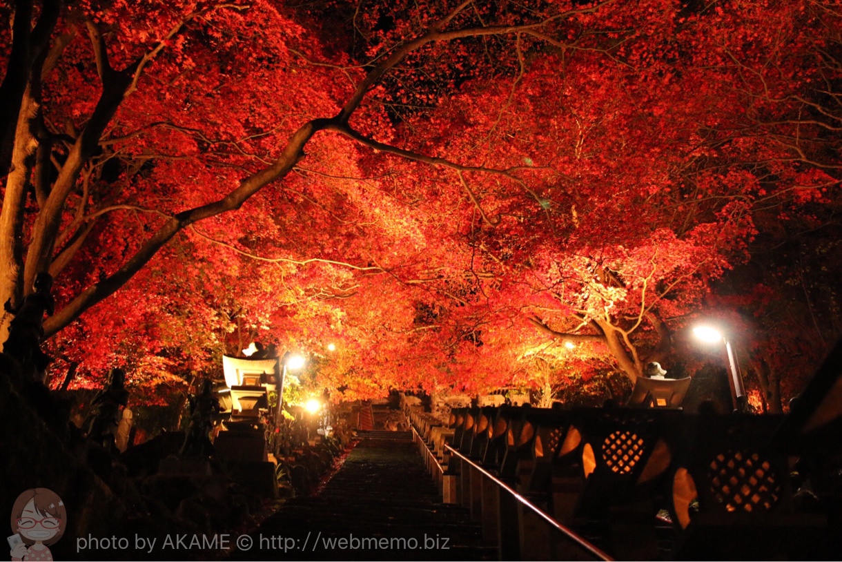 阿夫利神社 ライトアップ紅葉の情報・感想