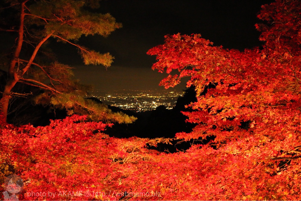 ライトアップ紅葉と夜景