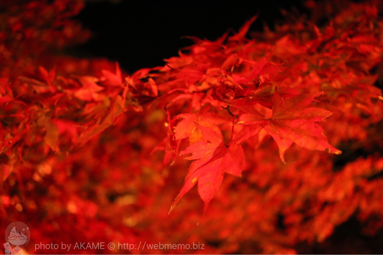 燃えるように真っ赤な紅葉