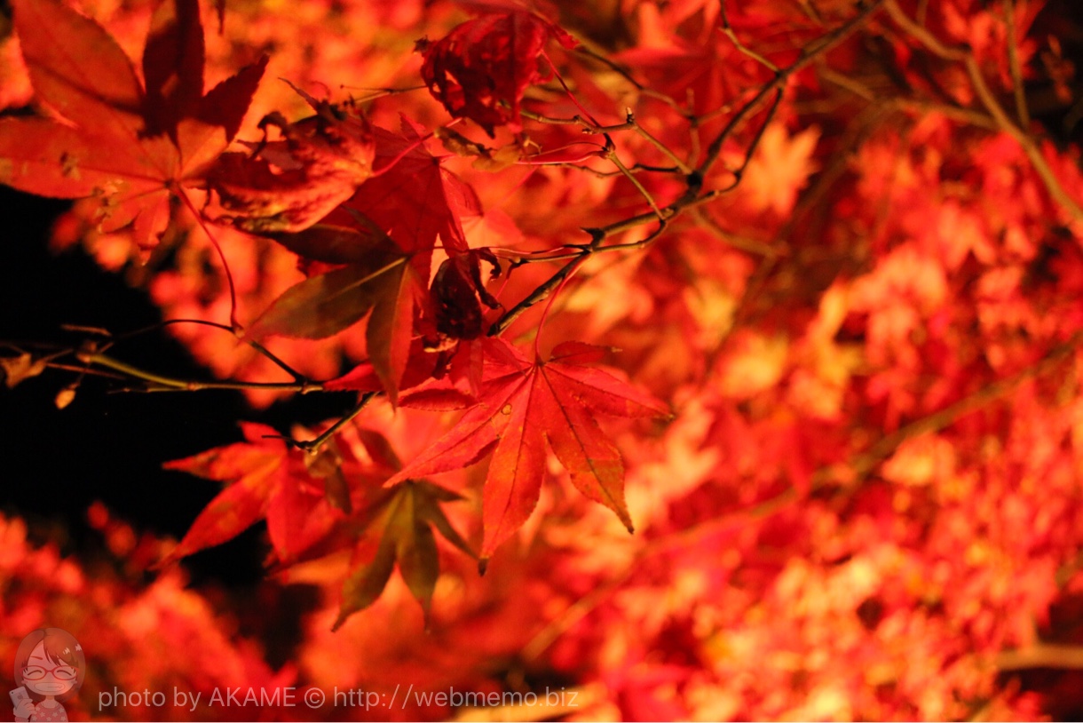 赤く輝く紅葉
