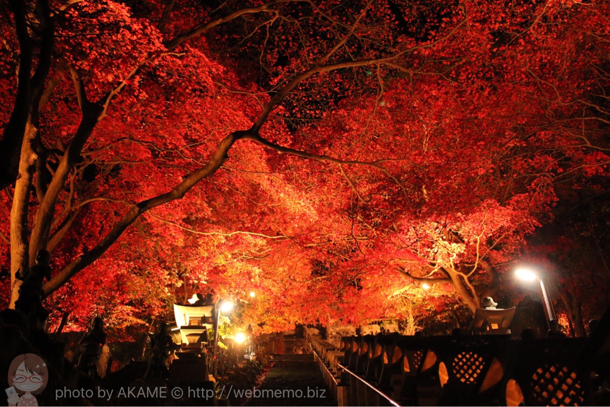 見上げるライトアップ紅葉
