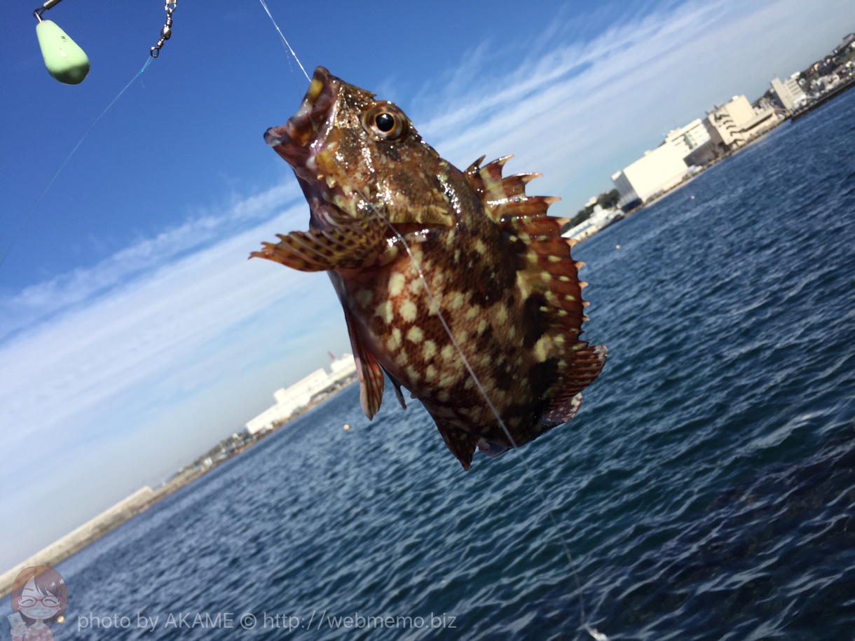 神奈川県「城ヶ島」でカサゴ釣り