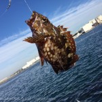 [Å] 城ヶ島の岩場で釣れた 念願のカサゴ 20cm【釣り録09】