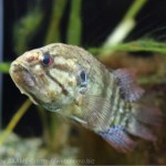[Å] 山梨県「森の中の水族館。」富士の湧水を使った珍しい淡水魚専門水族館