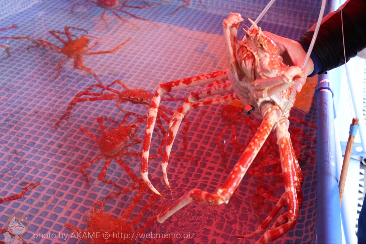 タカアシガニ釣り