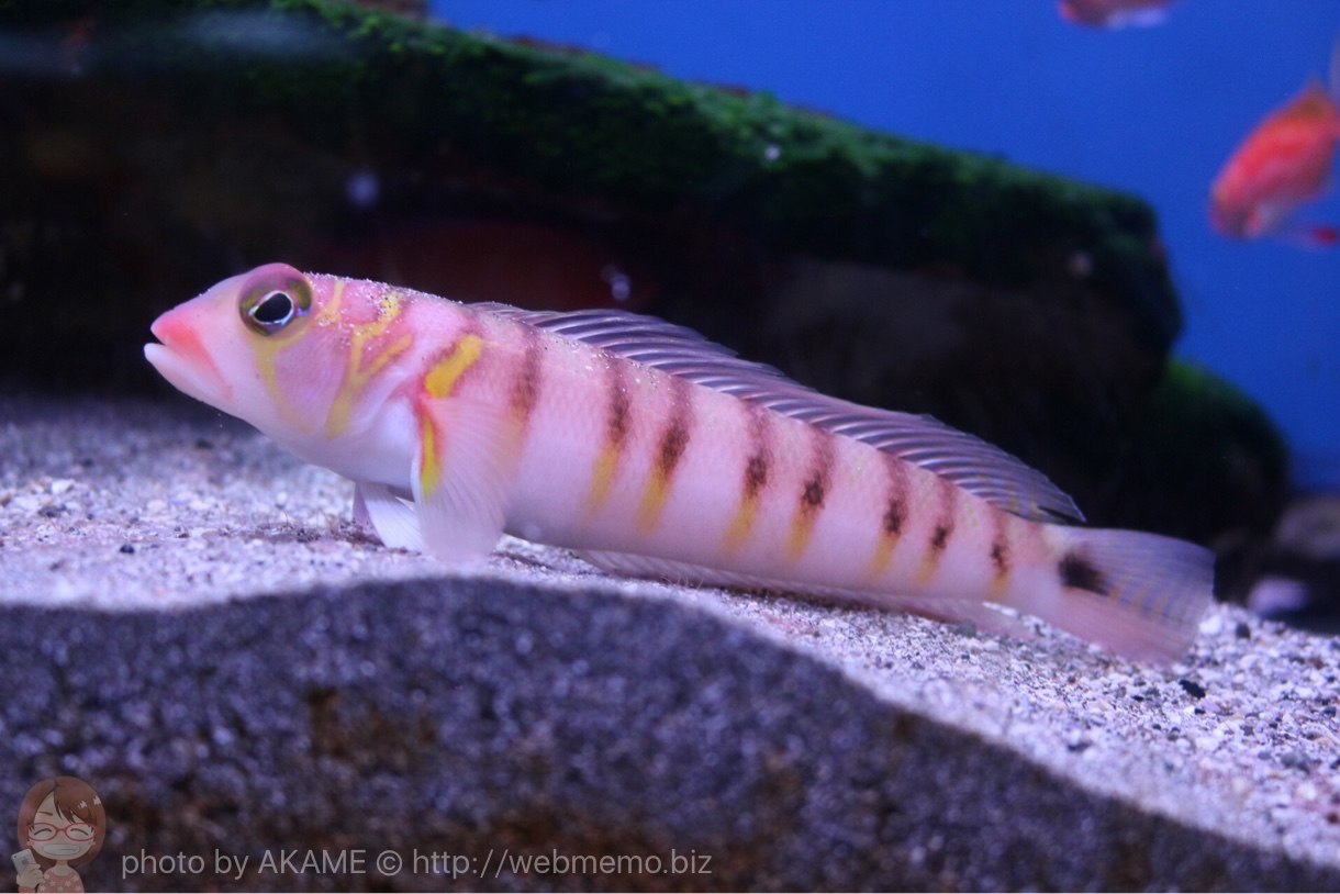 淡島水族館の魚