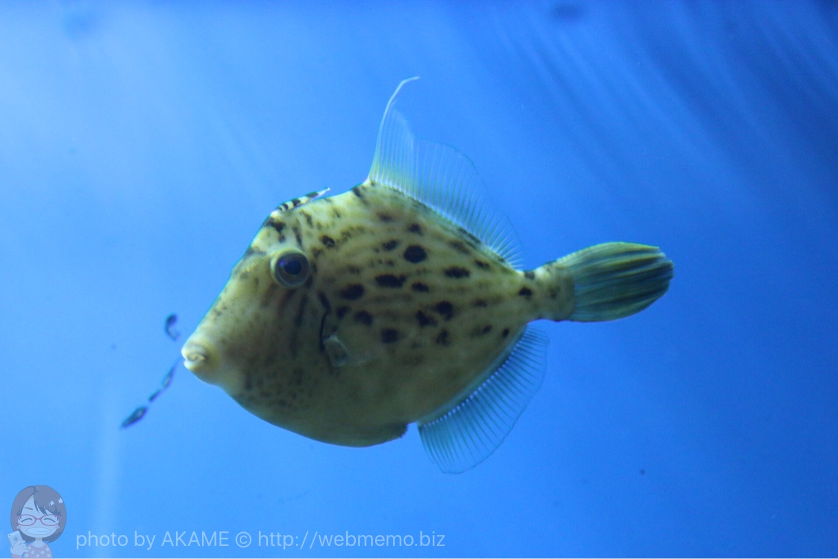 淡島水族館の魚