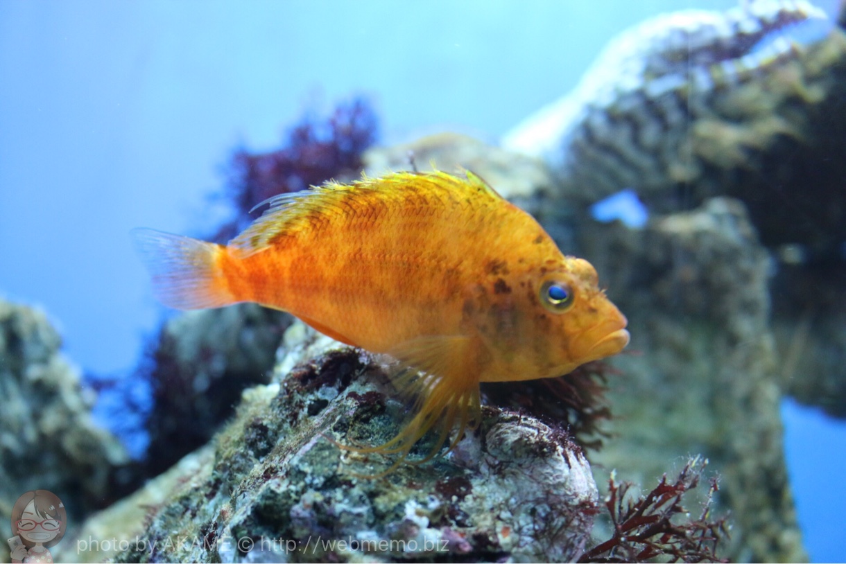 淡島水族館の魚