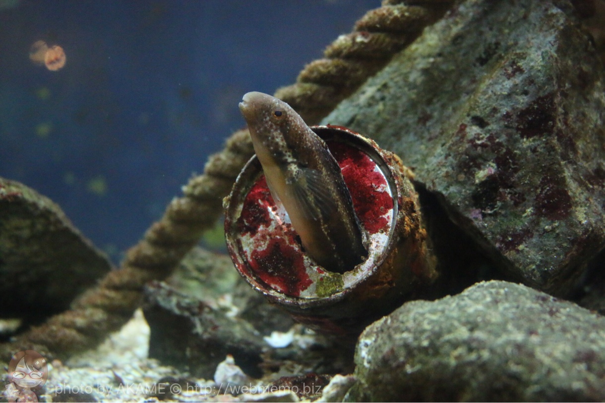 淡島水族館の魚
