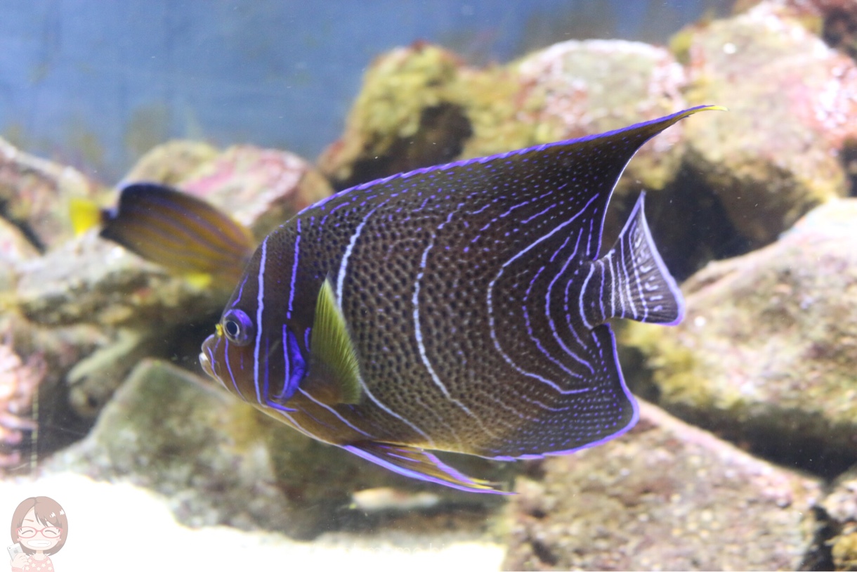 淡島水族館で撮影した写真