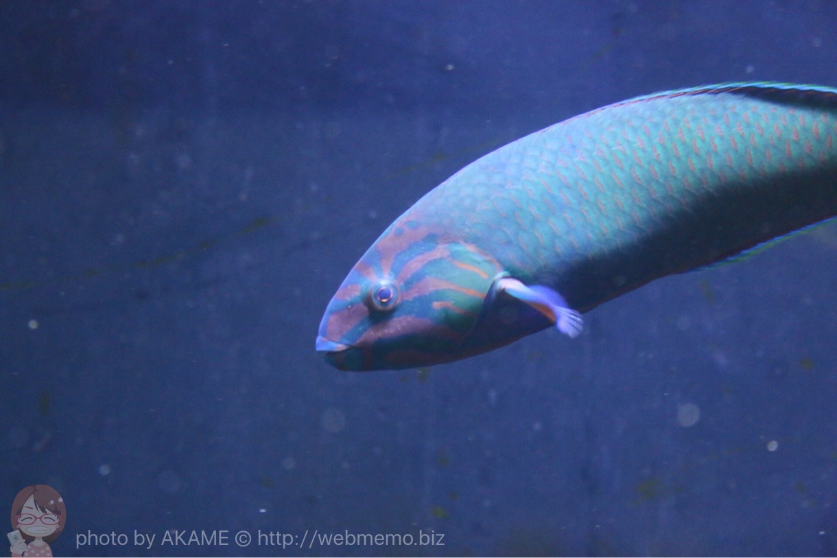 淡島水族館で撮影した写真