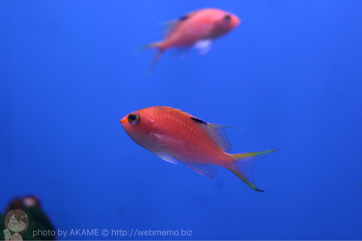 淡島水族館で撮影した写真
