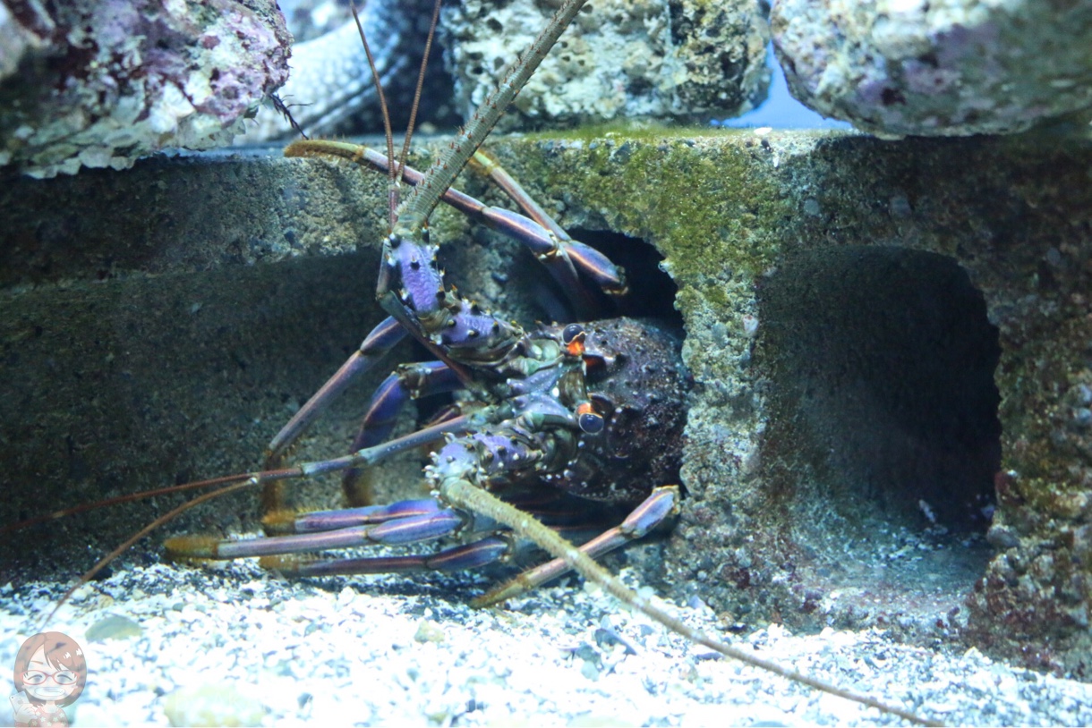 淡島水族館で撮影した写真 伊勢エビ