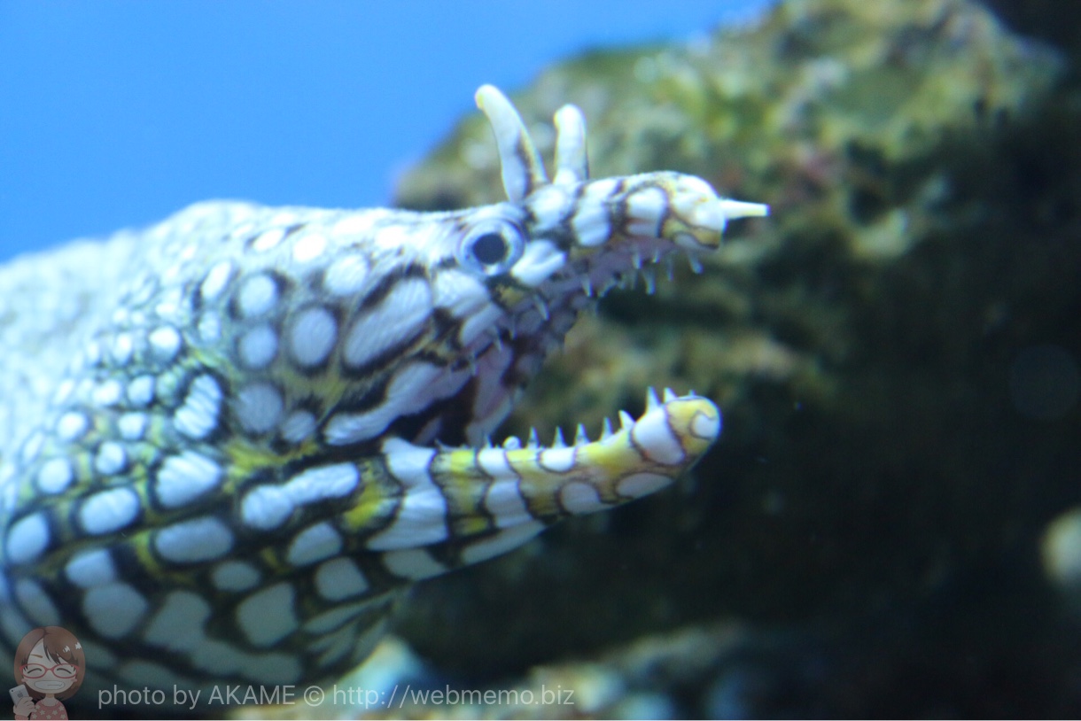 淡島水族館で撮影した写真 ウツボ