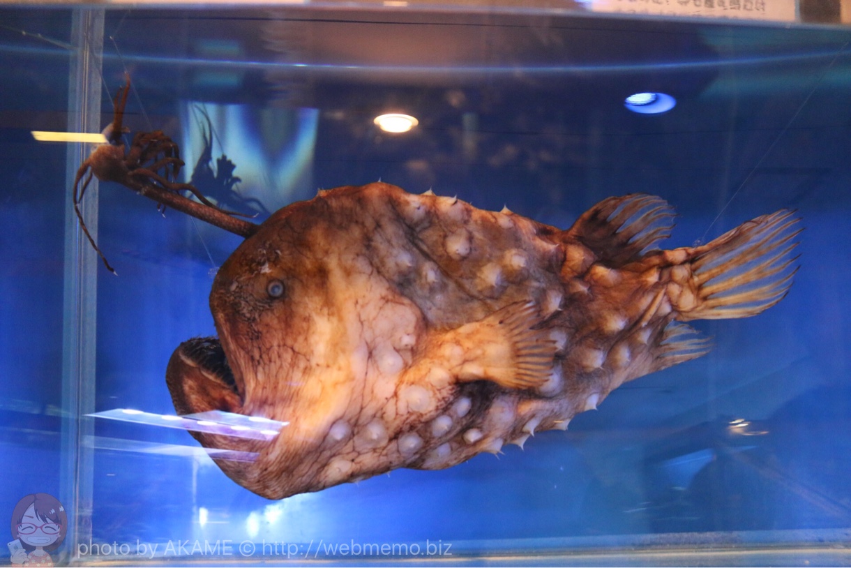 淡島水族館で撮影した写真 チョウチンアンコウ