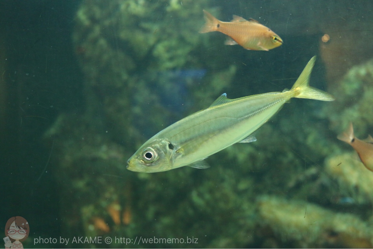 淡島水族館で撮影した写真 アジ