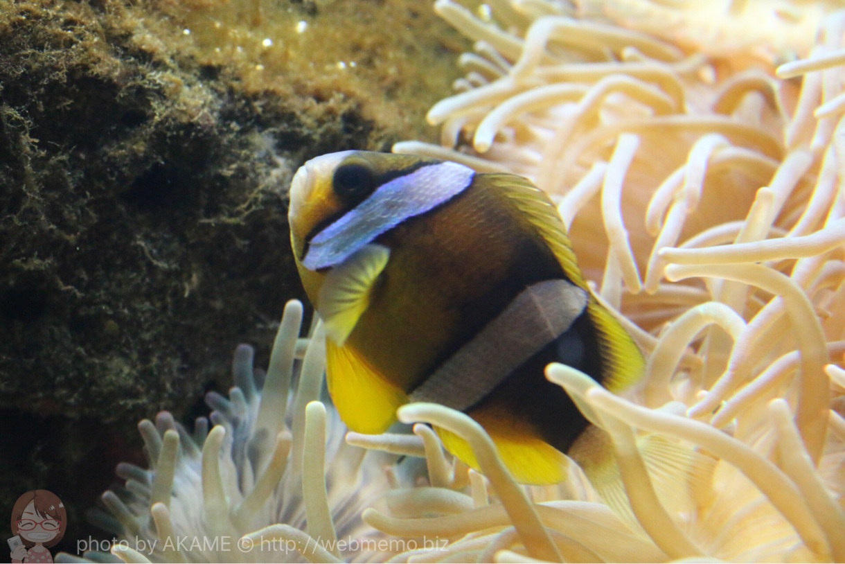 淡島水族館で撮影した写真 クマノミ