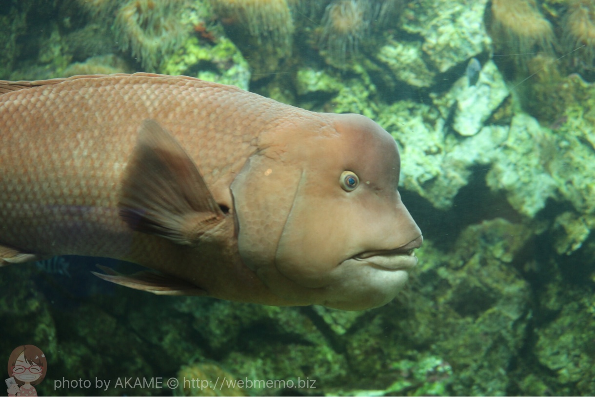 淡島水族館で撮影した写真 コブダイ