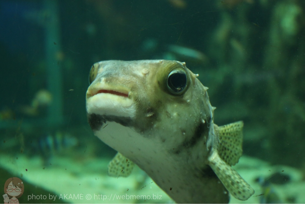 淡島水族館で撮影した写真 フグ
