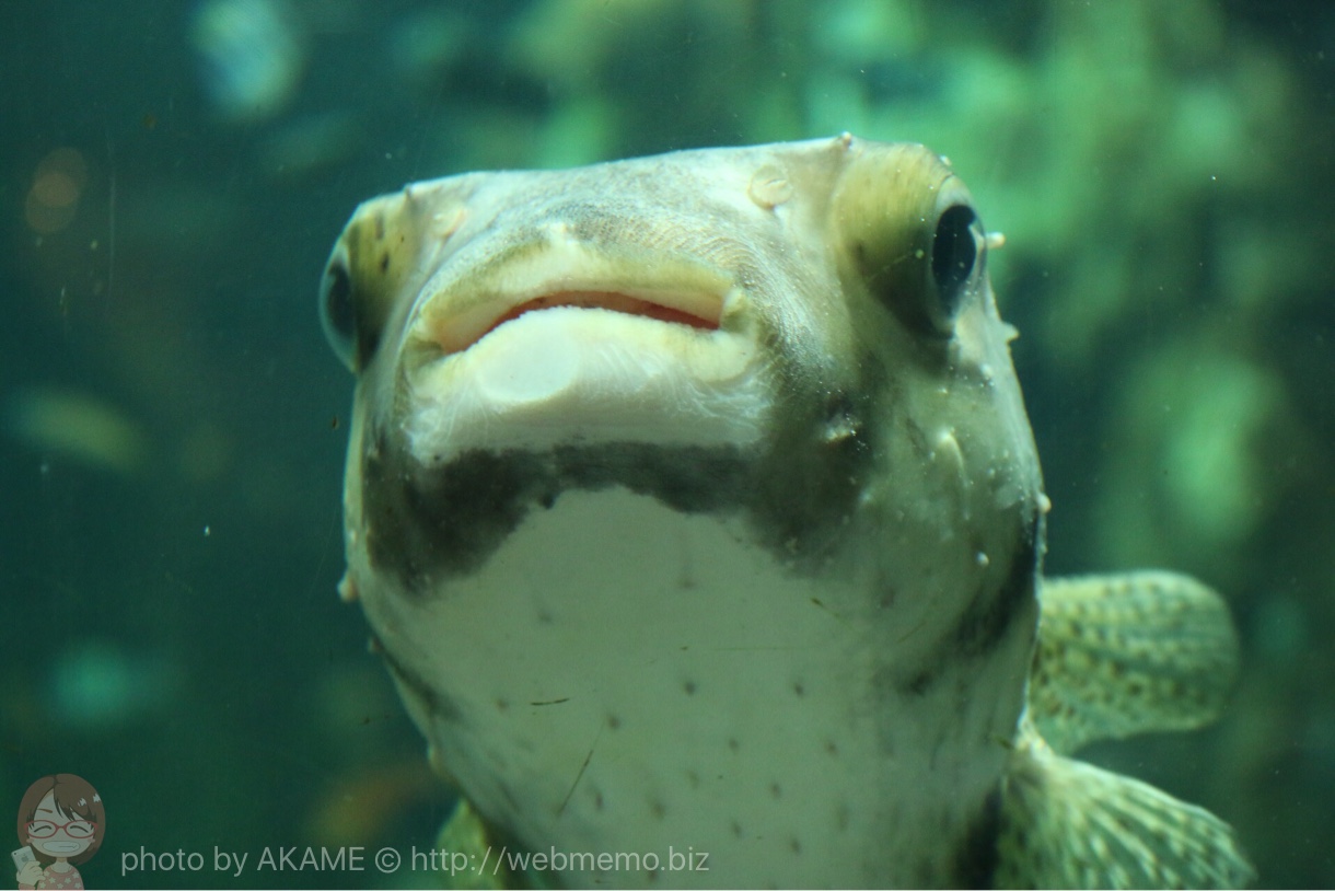 淡島水族館で撮影した写真 フグ正面