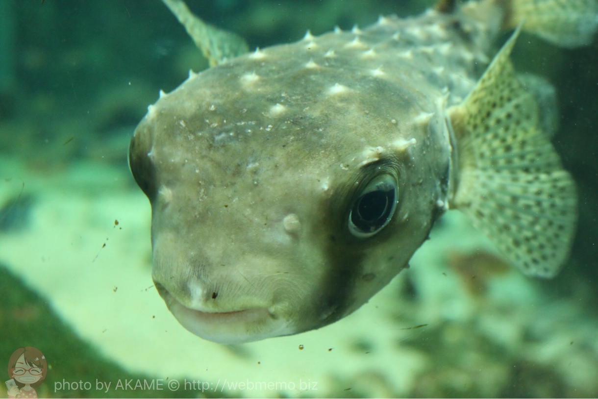 淡島水族館で撮影した写真 上目遣い