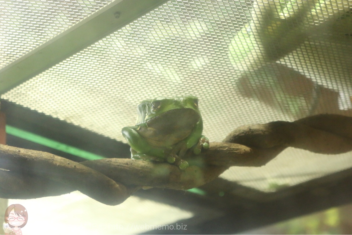 カエルらしいカエル