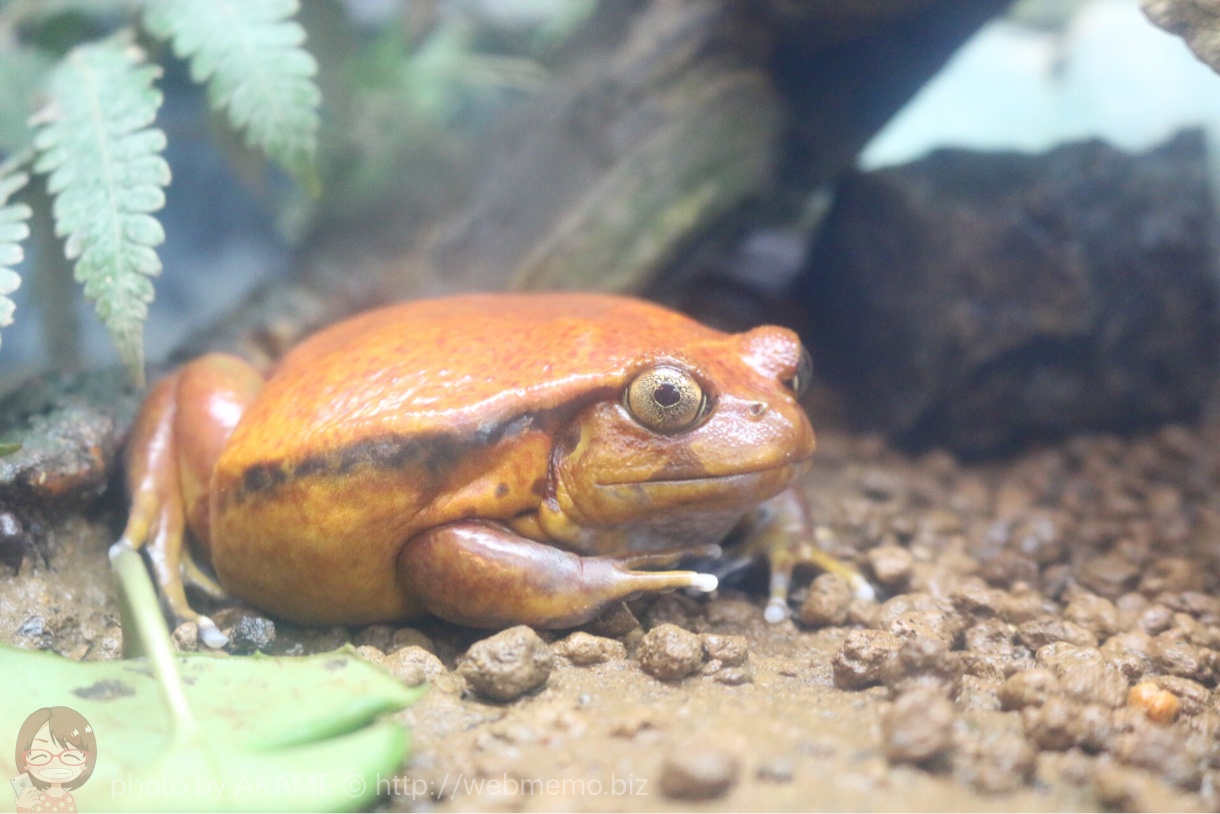 その他のカエルの様子