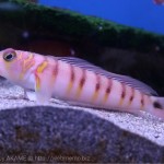 [Å] 淡島水族館の透明度保った水槽と水で美しさ増した魚 島内水族館の魅力