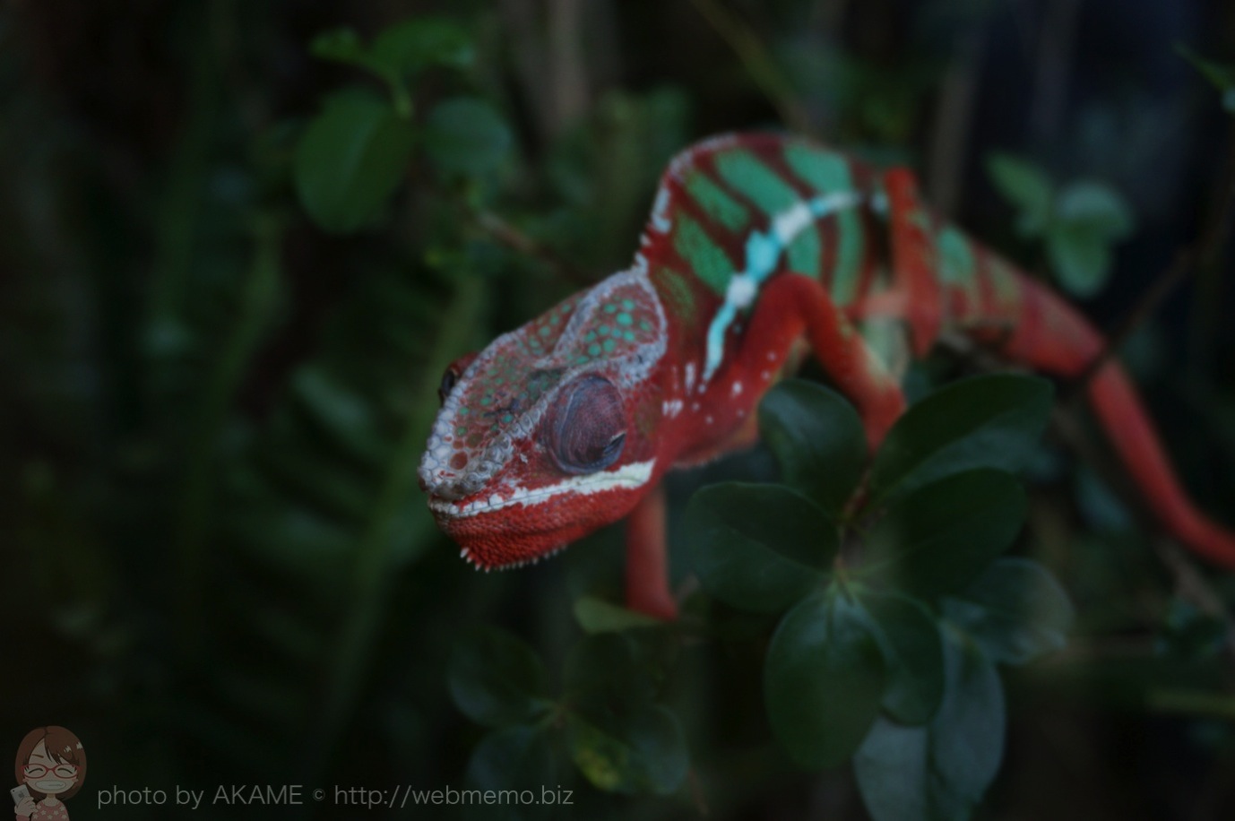 iZoo 展示 カラフルな爬虫類