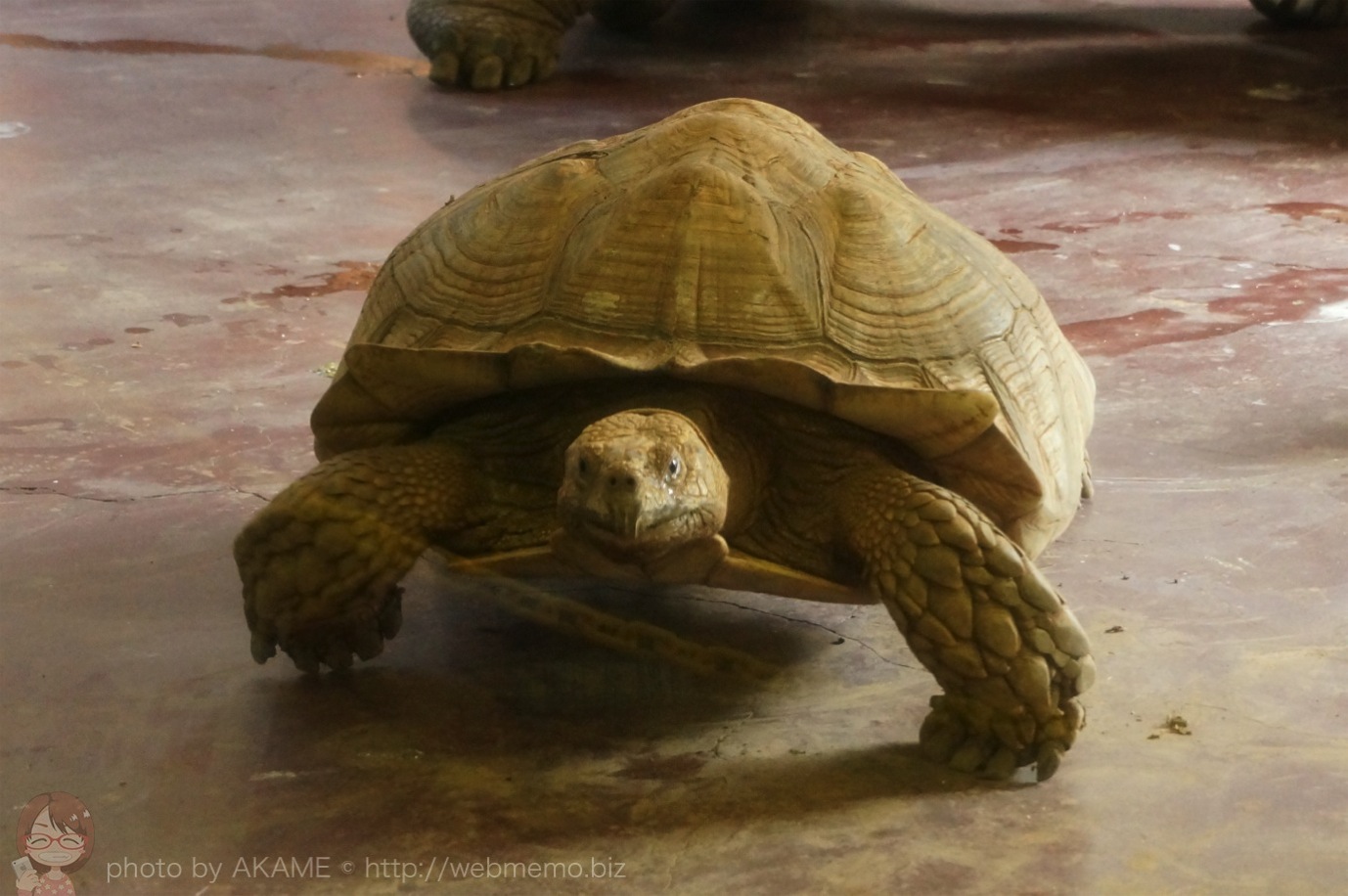 乗ることもできるゾウガメさん