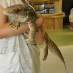 [Å] 日本初！iZoo（イズー）は爬虫類と触れ合える大興奮の体感型動物園 – 伊豆観光