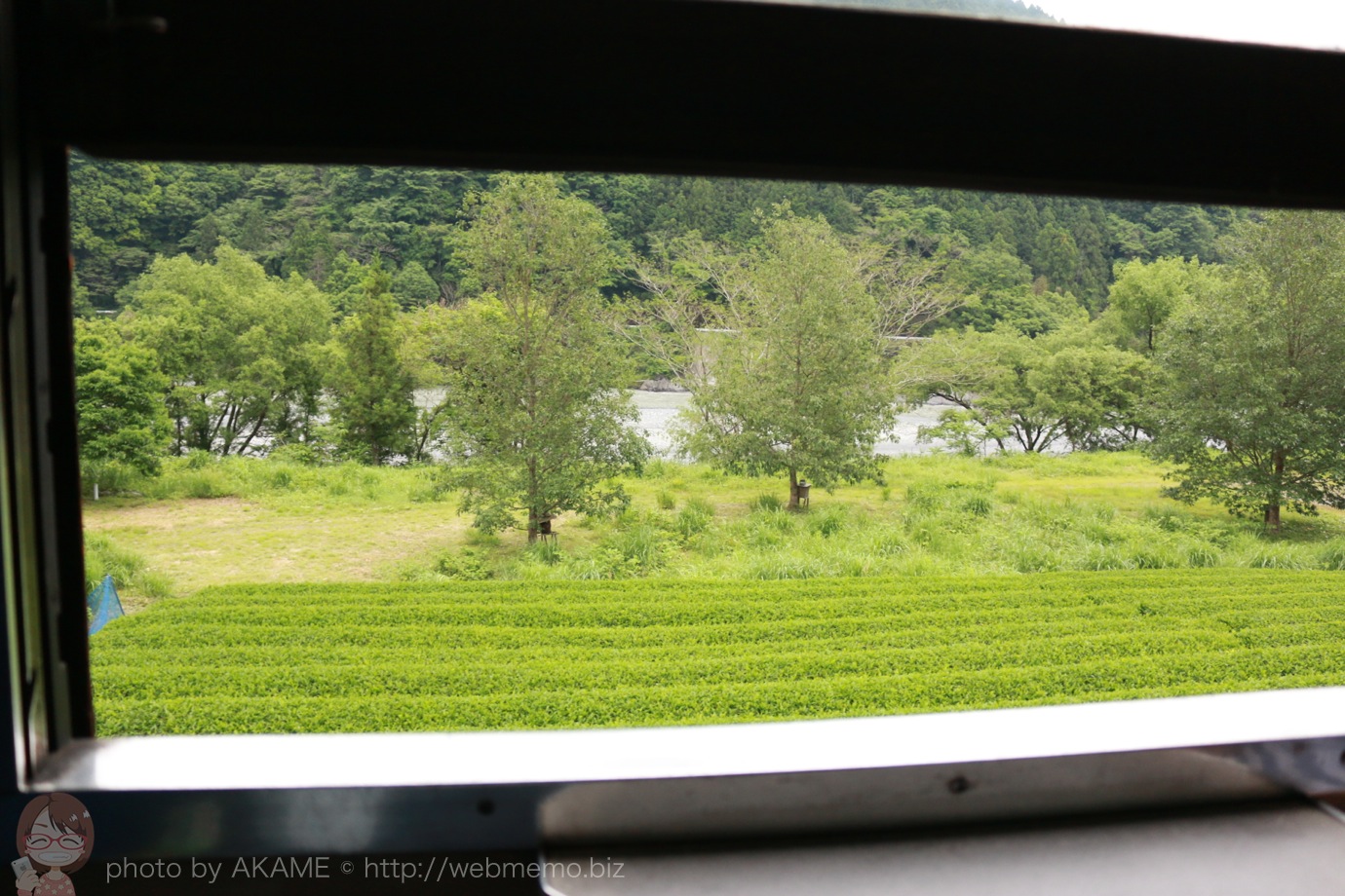SLからの景色 茶畑