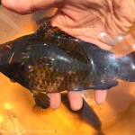 [Å] ゴールデンウィークの城ヶ島 普段と違う大混雑と釣れたお魚【釣り録10】
