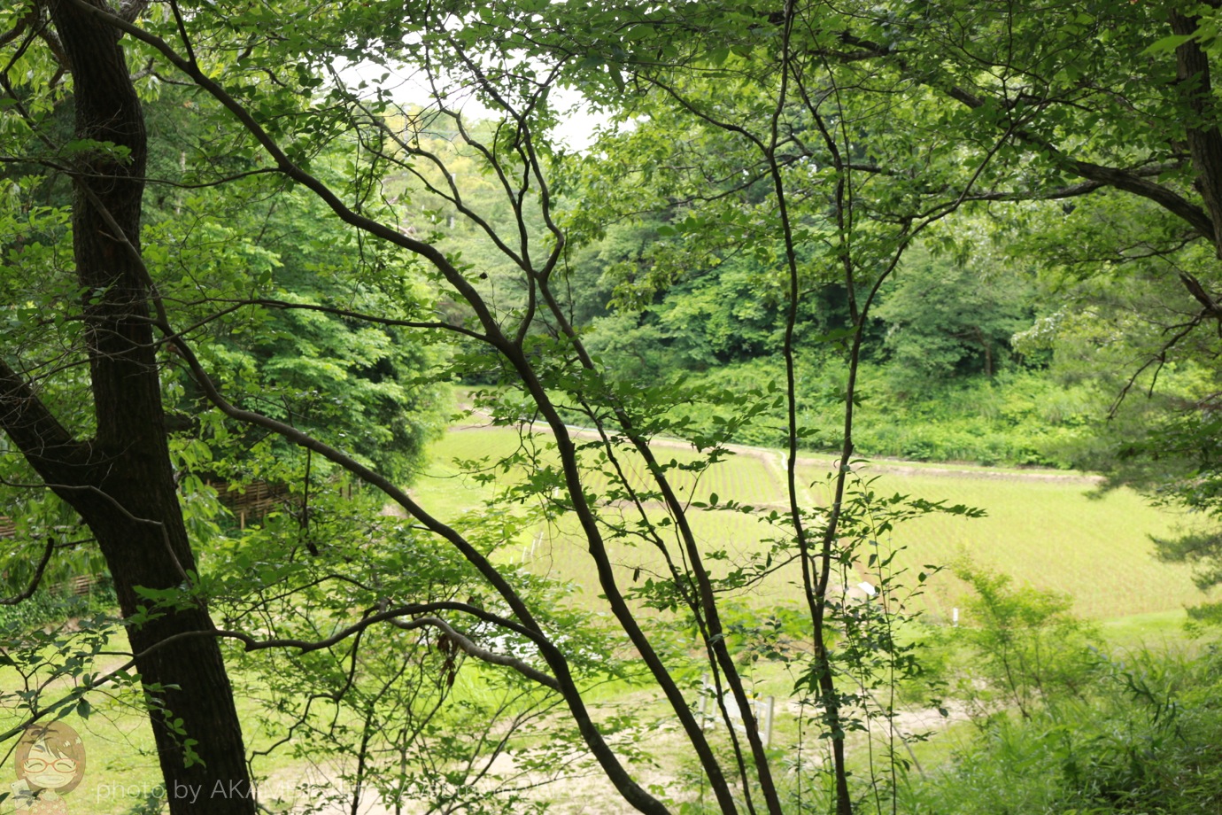 道中 木々から見える水田