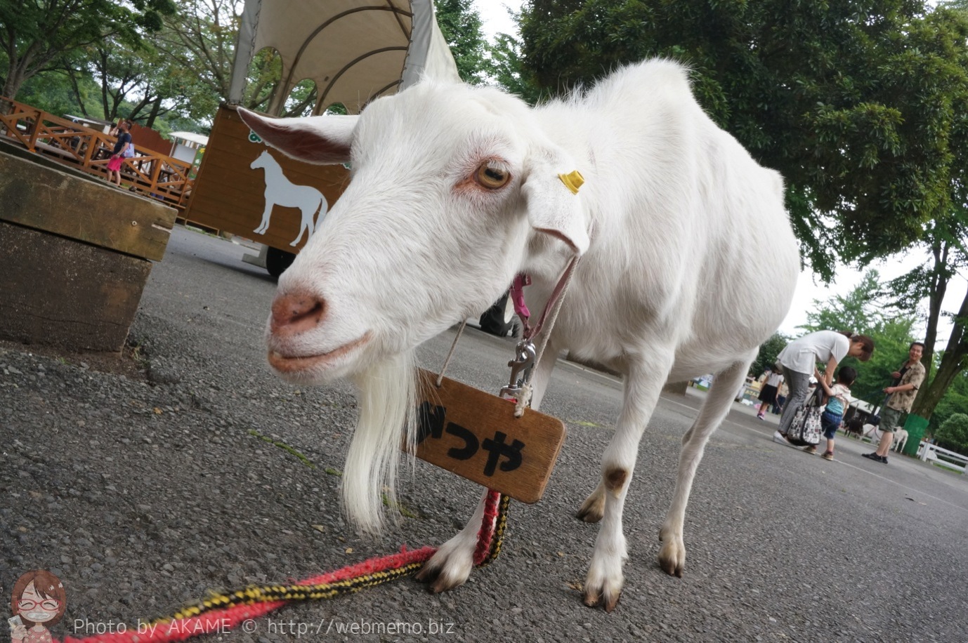 ヤギの「かつや」