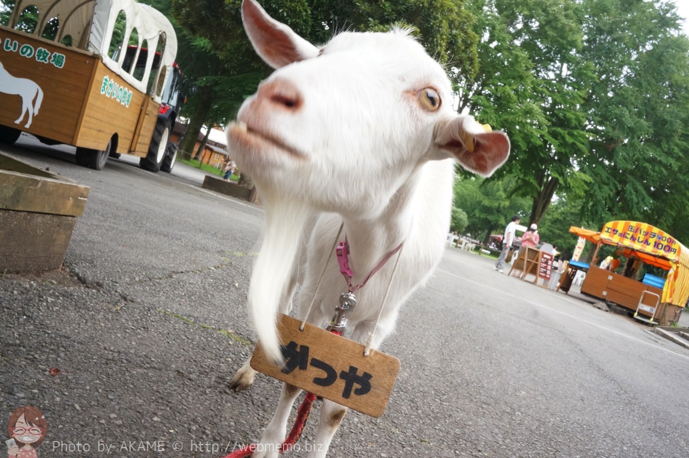 まかいの牧場「ヤギのお散歩」