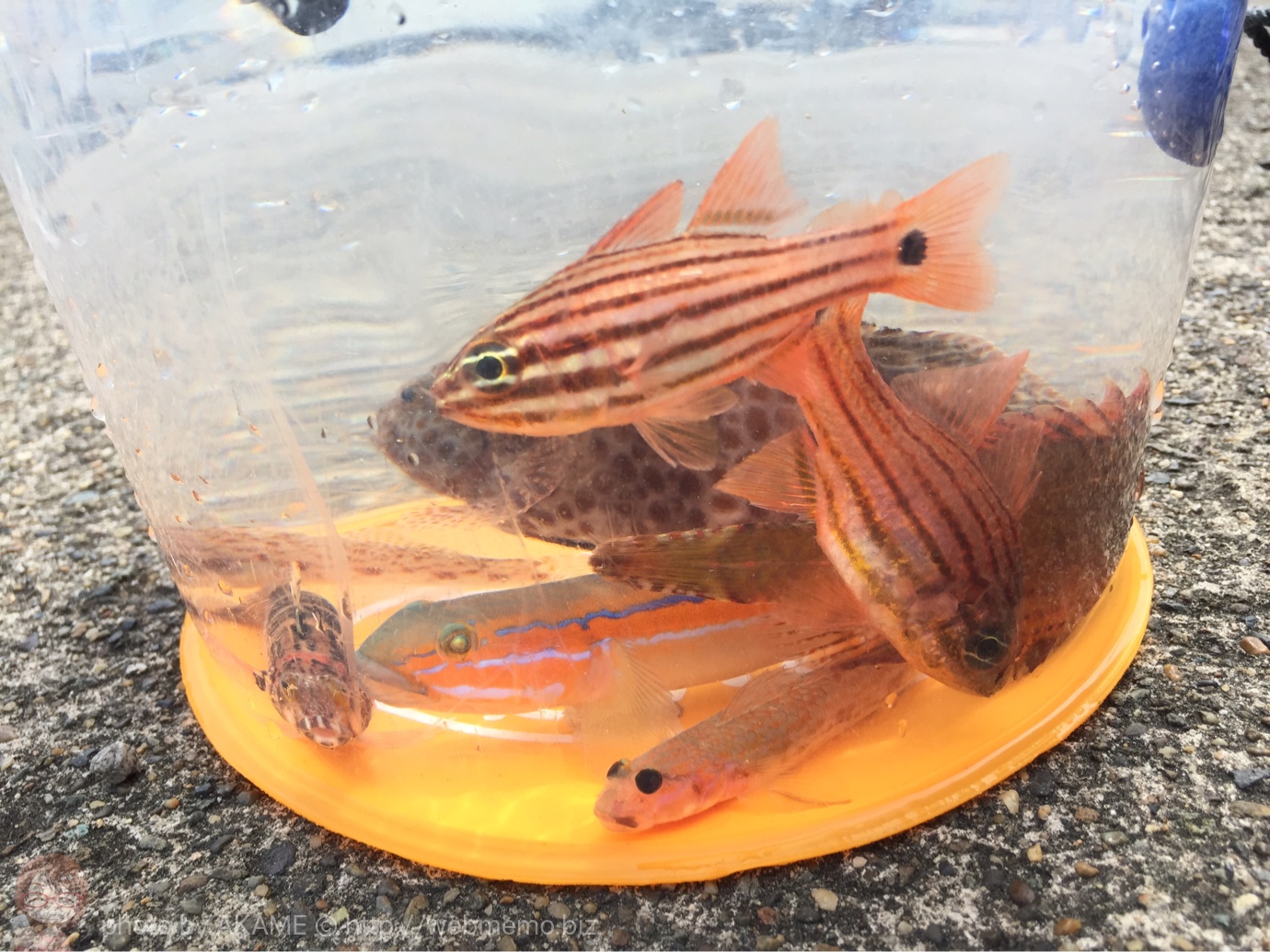 透明バケツで水族館