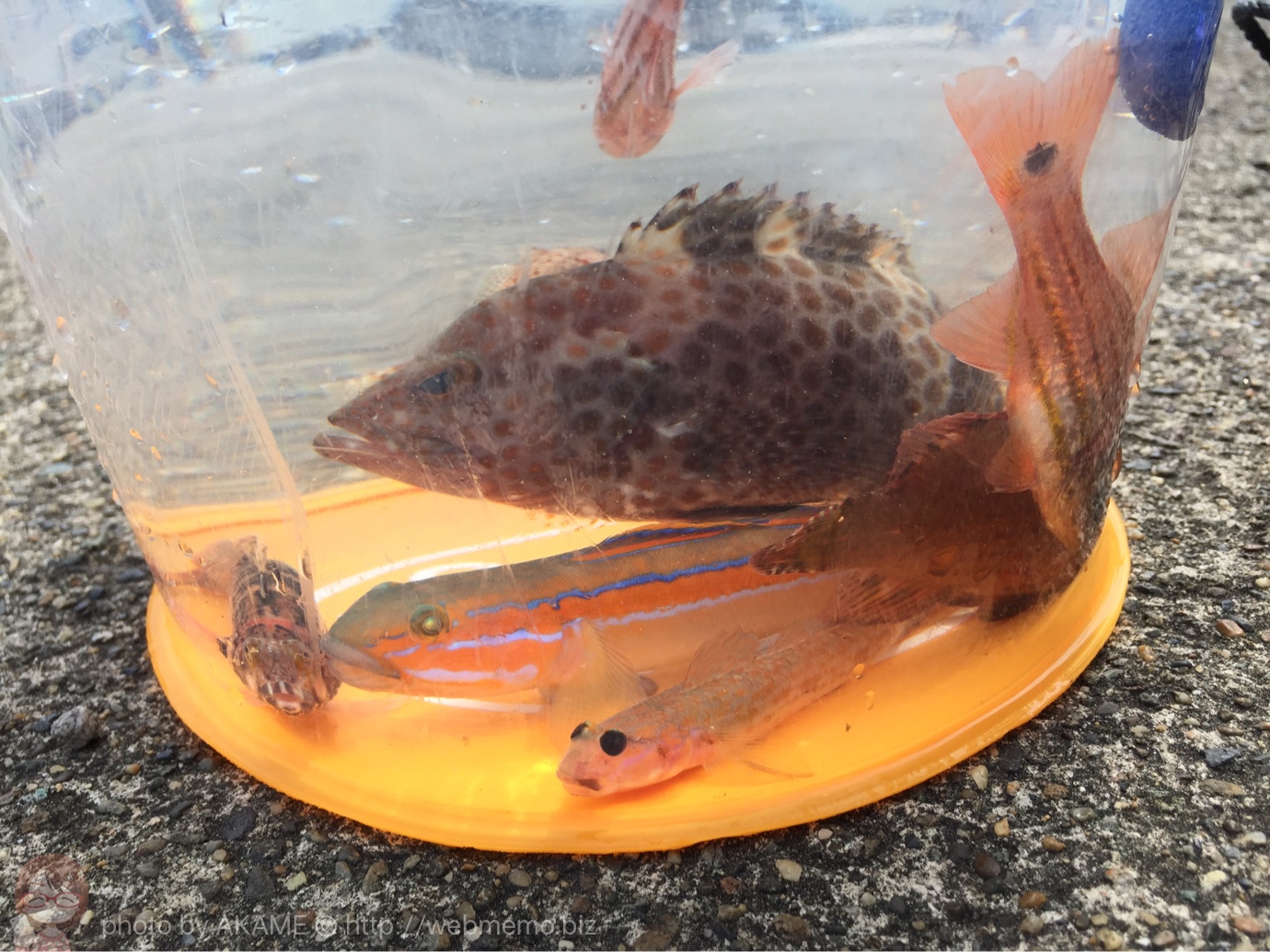 透明バケツで水族館